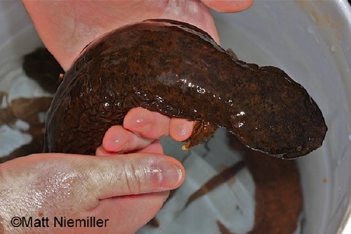 Summer Fun. Find A Hellbender - Cryptobranchus alleganiensis 1