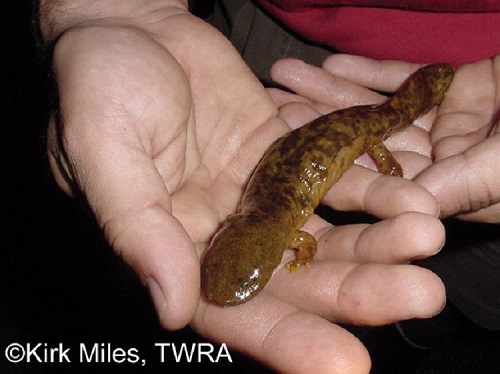 Summer Fun. Find A Hellbender - Cryptobranchus alleganiensis 2