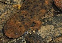 Summer Fun. Find A Hellbender - Cryptobranchus alleganiensis 3