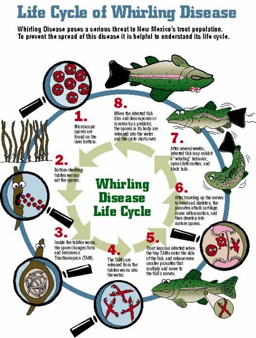 New Mexico Wildlife Image - Whirling Disease Life Cycle