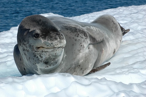 noaa leopard seal