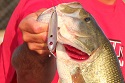 2 Best Lures For Schooling Bass