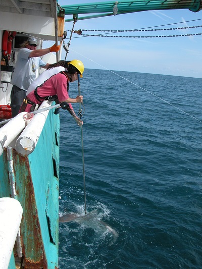 2015 Coastal Shark Survey Reveals Shark Populations Improving off U.S. East Coast 1