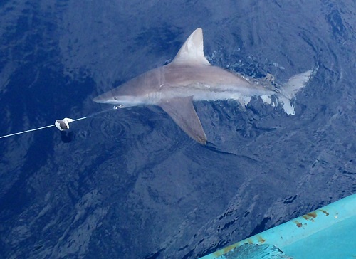 2015 Coastal Shark Survey Reveals Shark Populations Improving off U.S. East Coast2