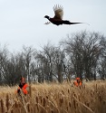 30 to 50 Percent Increases in Heart of Pheasant Range