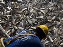 Are fish 'evolving to avoid trawler nets