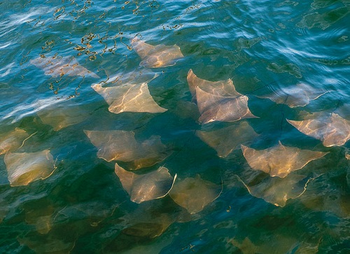 Bloody tournament video intensifies calls to manage cownose rays