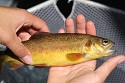 Conservation Genetics Steers Gila Trout Management