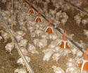 Environmentalists seek moratorium chicken houses