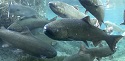For Endangered Salmon in California, a Very Measured Sip of Cold Water