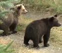 Grizzly attack near Sparwood fourth in B.C. in 12 days