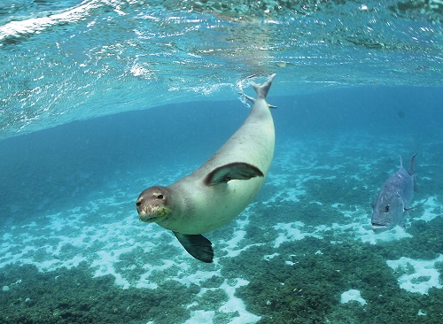 Hawaiian Monk Seal 1