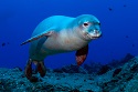 Hawaiian Monk Seal 2