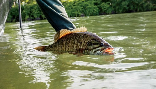 River Smallmouth and the Best Baits 2