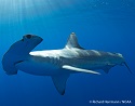 Tagged Hammerhead Shark Travels Widely In Warm Pacific Waters