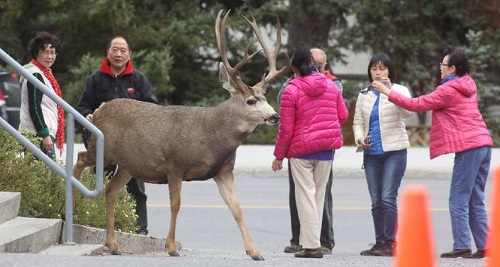 Visitors being reminded to keep safe distance after deer cornered in Banff 1