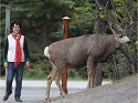 Visitors being reminded to keep safe distance after deer cornered in Banff 2