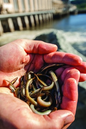 58,344 eels trucked to new homes above Conowingo Dam this year