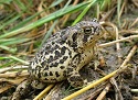 Endangered Wyoming Toad's Tide For Survival
