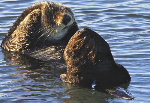 No Poking Of The Sea Otters Please 2