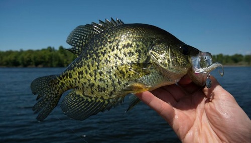 Bladed Jigs for Fall Crappie