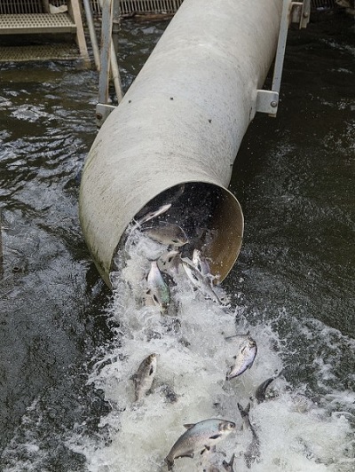 Judge to hear arguments over fish passage at Conowingo Dam