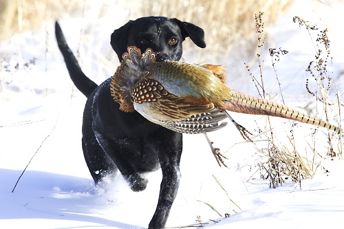 Dustin Owen, of Omaha, with his Labs Minnie and Bo during a pheasant hunt in Colfax County