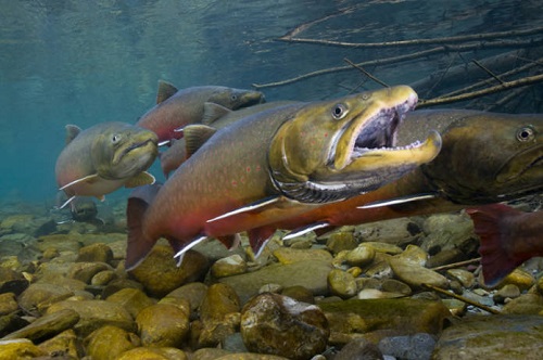 Bull Trout Credit: Joel Sartore/ National Geographic & Wade Fredenberg/ USFWS 