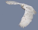 8 Fascinating Facts About Snowy Owls 1