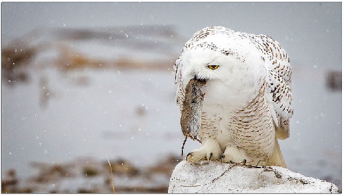8 Fascinating Facts About Snowy Owls 2