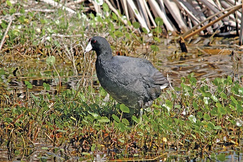 Admiration for oddball American coot is an a acquired taste