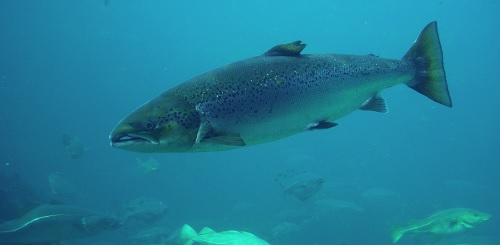 Atlantic Salmon Recovery