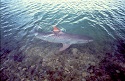 Atlantic Shark Populations Healthy