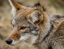 Coyote Hunting Tips- Thoughts After a Recent Trip