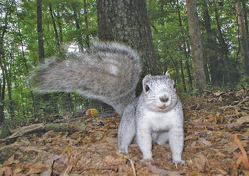 Delmarva fox squirrel  1