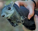 Delmarva fox squirrel  2