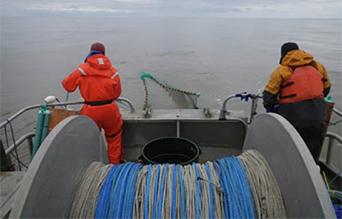 Early Marine Ecology of Juvenile Chinook Salmon on the Yukon Delta, Alaska