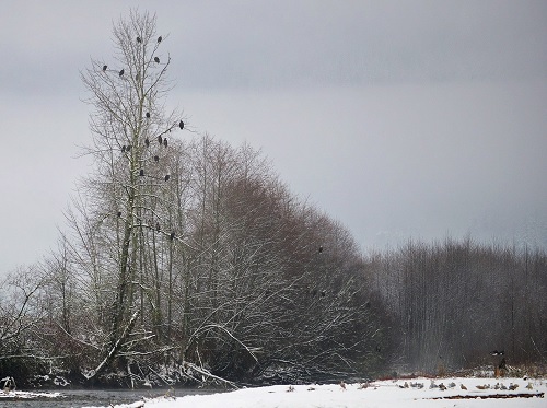 Incredible Photo- 55 Bald Eagles in a Single Tree 1