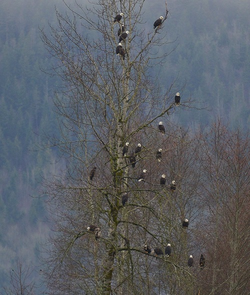 Incredible Photo- 55 Bald Eagles in a Single Tree 2