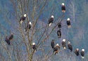Incredible Photo- 55 Bald Eagles in a Single Tree 3