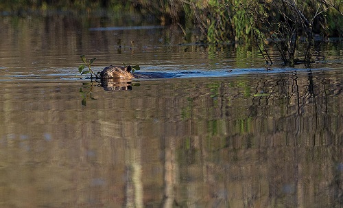 Leaving it to beavers- Communities make room for natural engineers 1