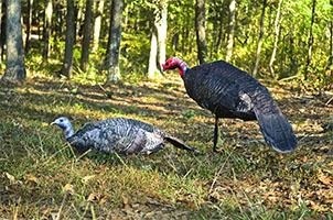 MONTANA DECOY INTRODUCES PURR-FECT PAIR