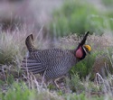 Making a Future for Lesser Prairie Chickens in New Mexico