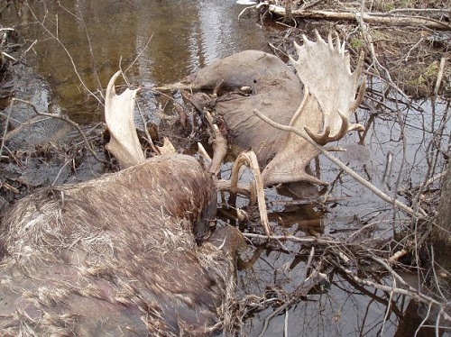 The Best Moose Mount Ever Created - We Challenge You To Find One Better 1