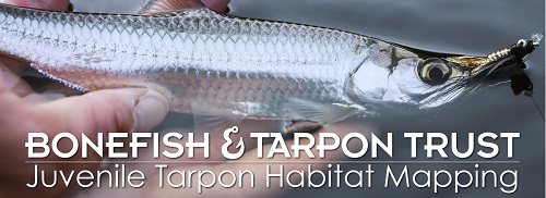 BTT Needs Your Help to Identify Juvenile Tarpon Habitats