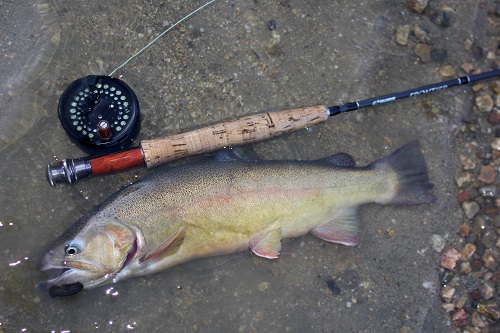 Excess Threatened Gila Trout to be Stocked for Recreational Angling