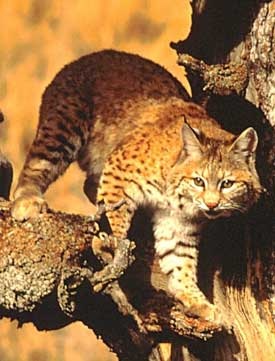 Hunting the Elusive Bobcat 2