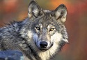 Idaho wolves far exceed minimum levels for 16 years