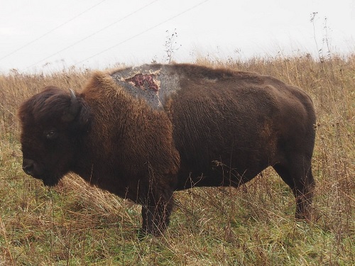 Lightning Won't Stop This Bison 1