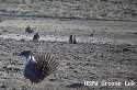 Live Streaming Video Camera Offers Glimpse of Sage Grouse Strut